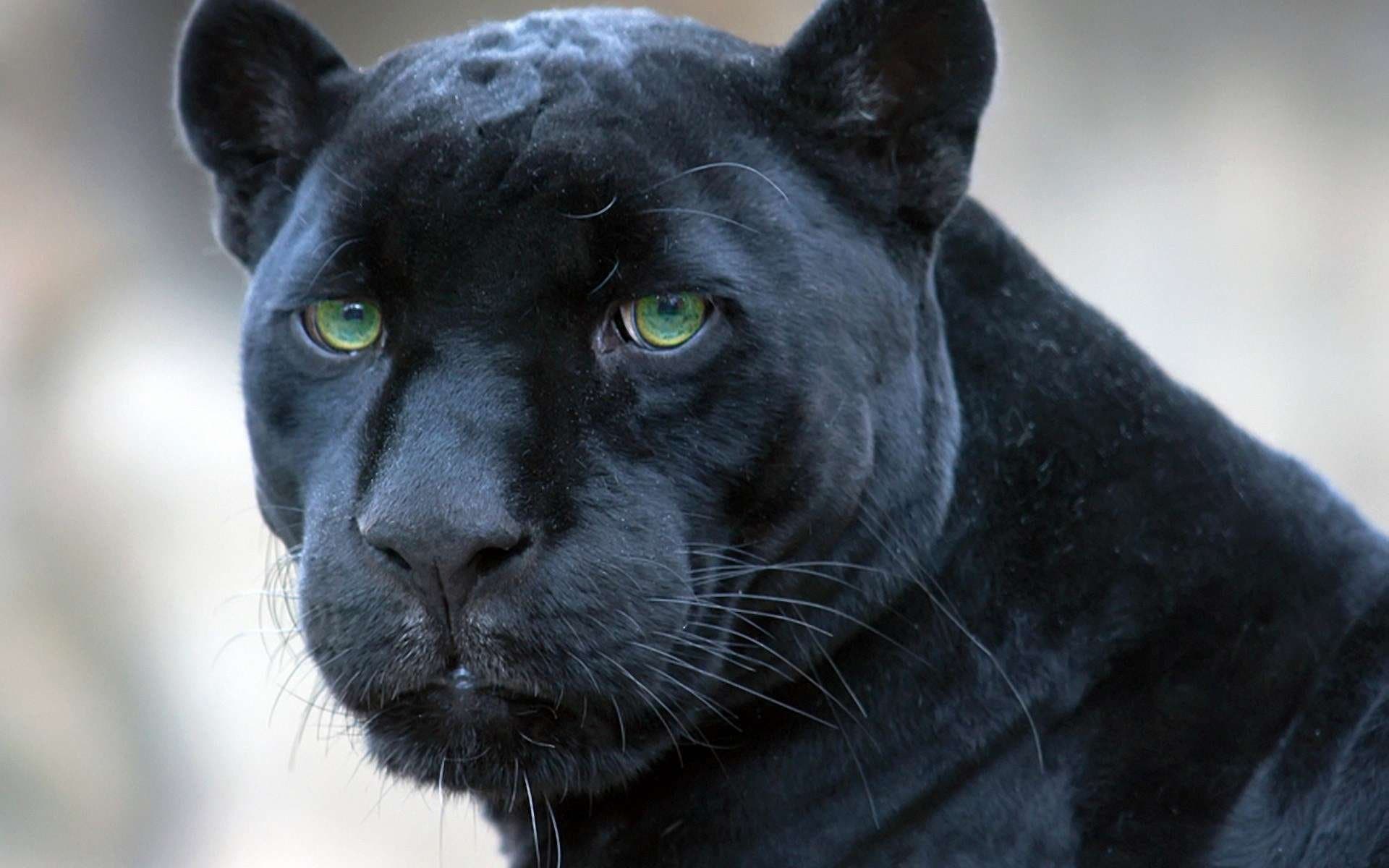 Chasse Nocturne