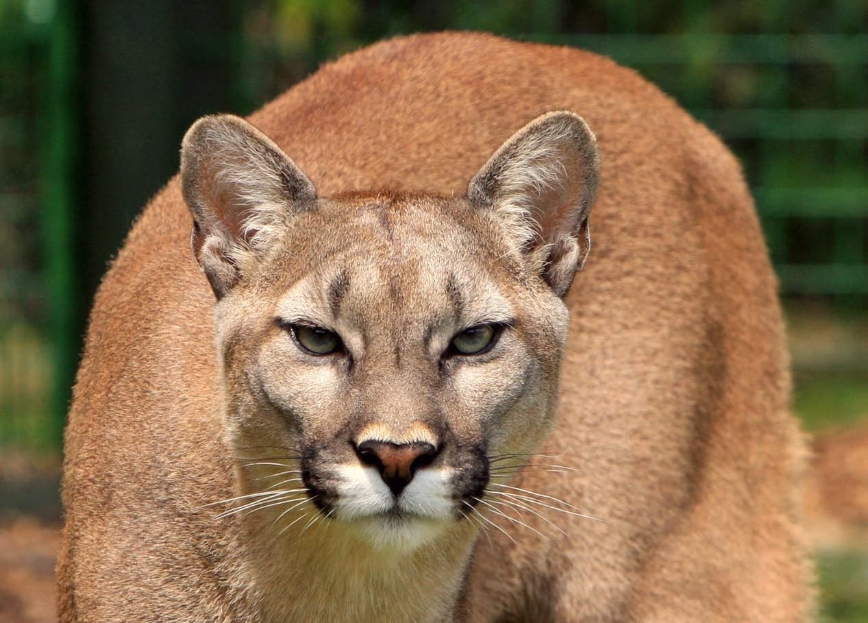 ZooParc de Beauval