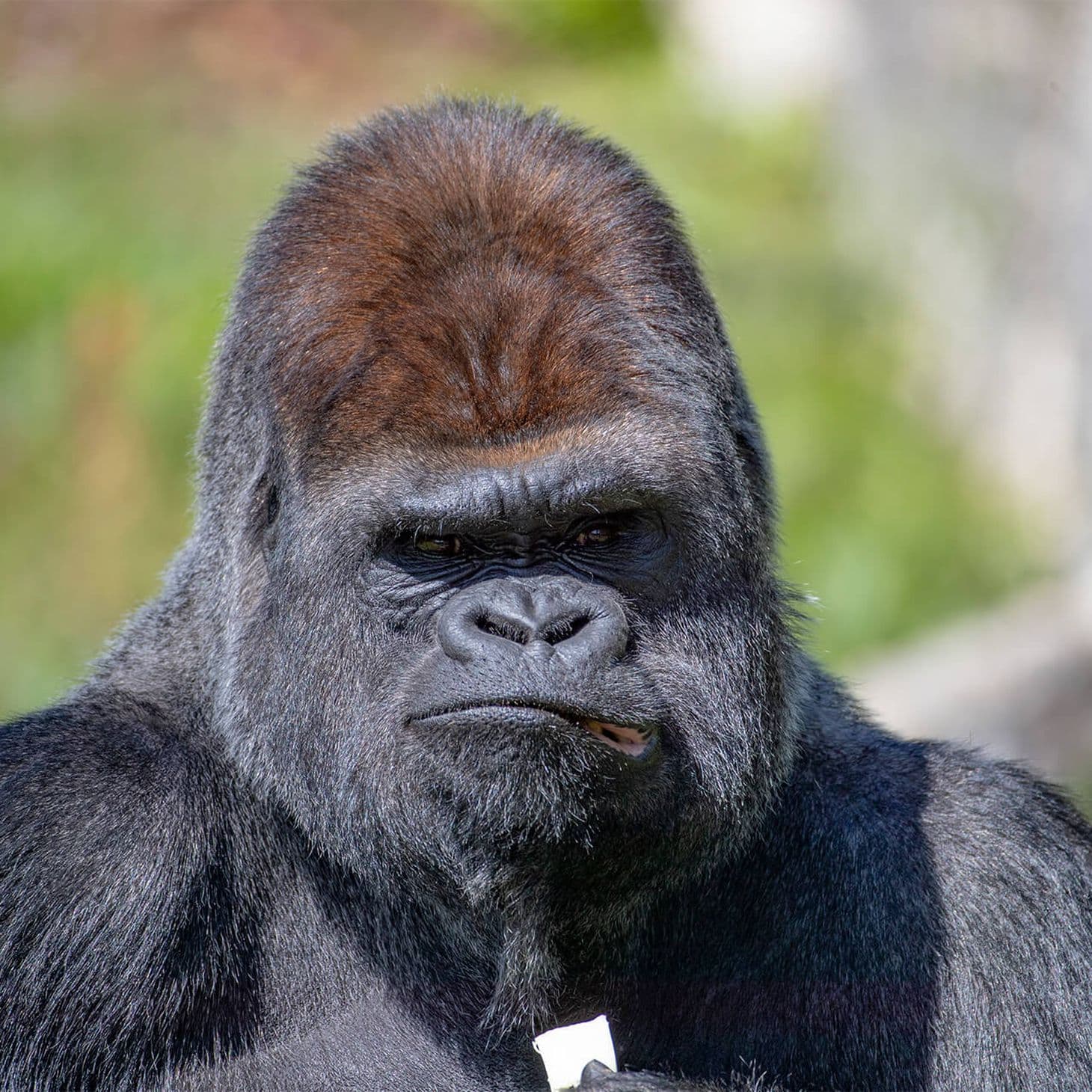 Intelligence Primate