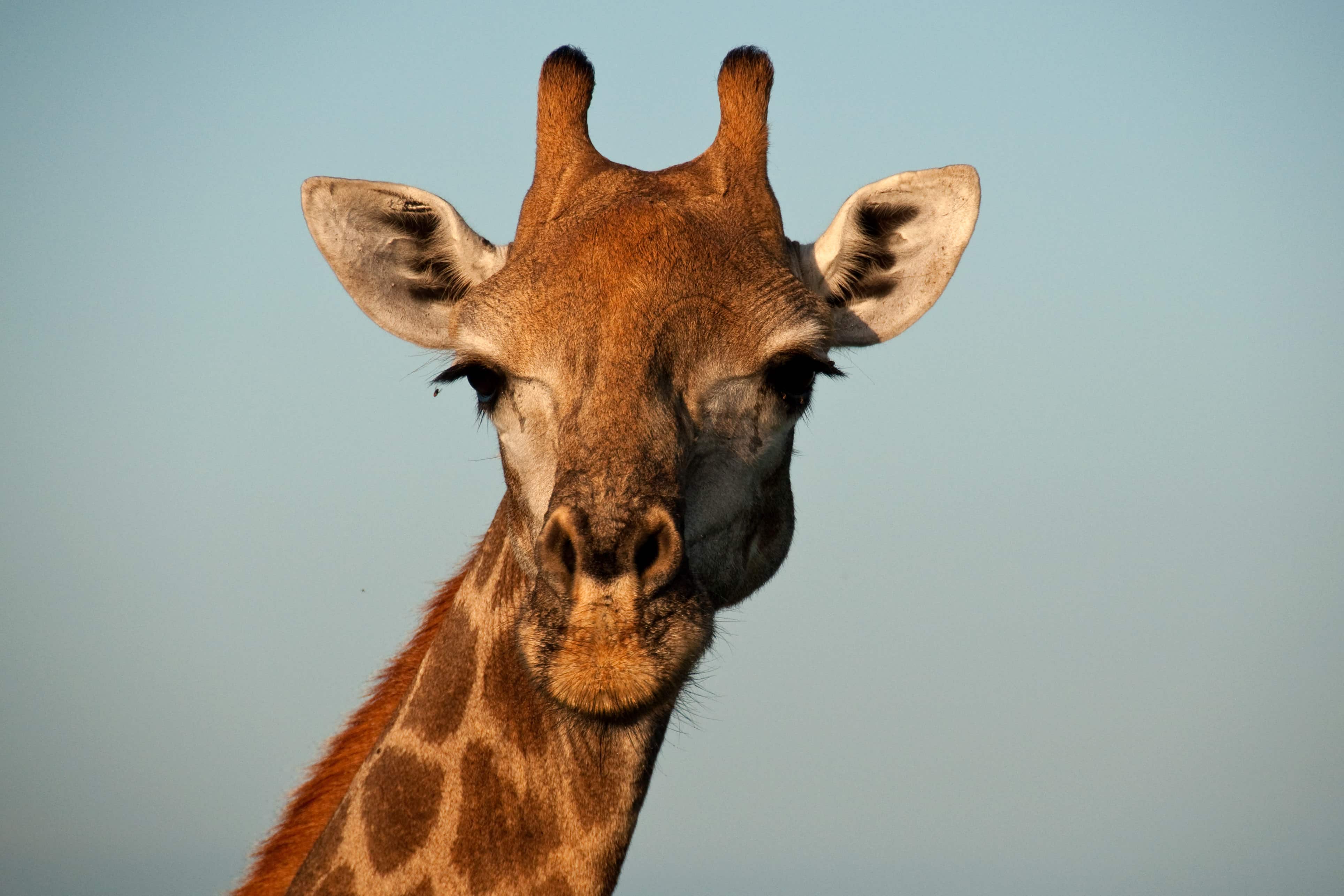 Maison des Girafes