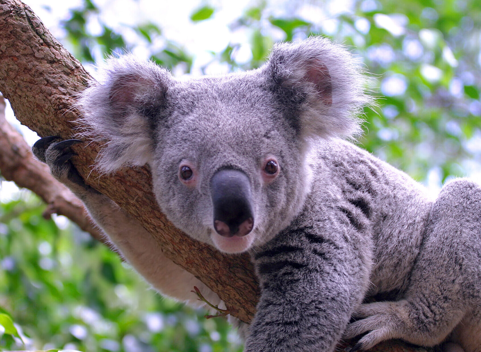 Maison des Koalas