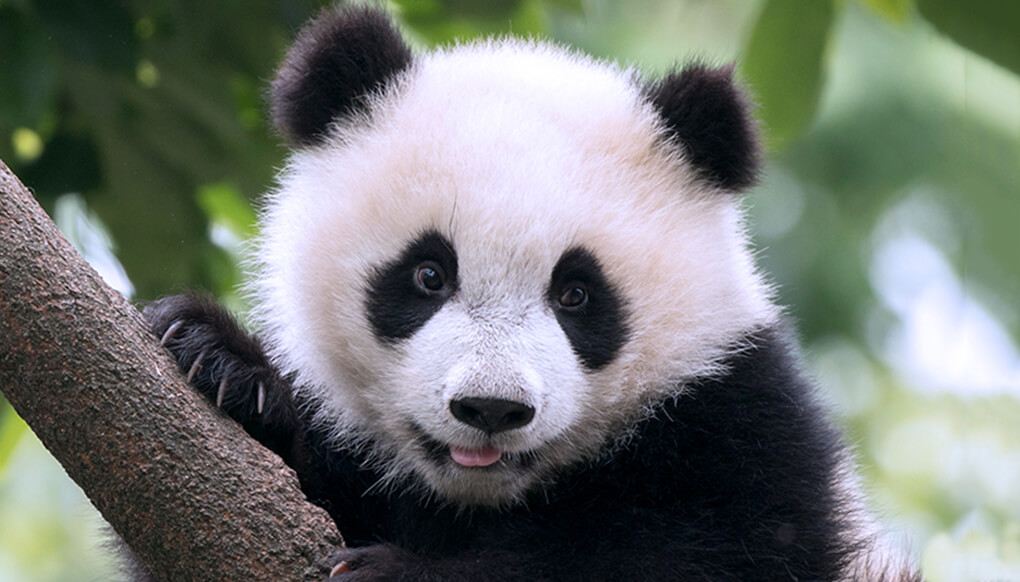 Maison des Pandas